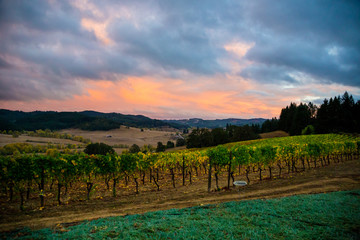 Fototapeta premium Winery Sunset Landscape with Colorful Sky
