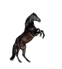 Papier Peint photo autocollant Chevaux isolat de cheval