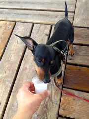 Cane che beve il latte 