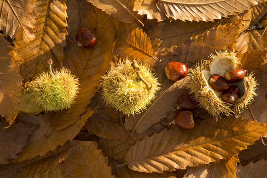 Three chestnut shells on a leafy background
