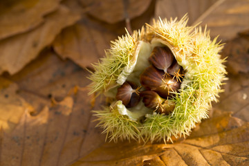 Chestnut shell on leaves
