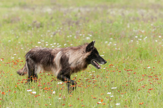Fototapeta Black Phase Grey Wolf (Canis lupus) Looks Right in Field