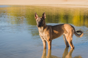 Belgian Malinois dog playing in the lake water