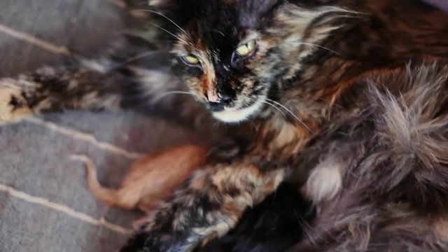 Group of cats and kitten Maine Coon. Little red and black kittens with mother cat