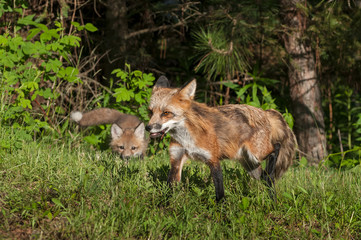 Naklejka na ściany i meble Red Fox Vixen (Vulpes vulpes) Stalked by Kit