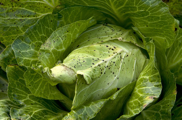 Obraz premium White savoy cabbage (Brassica oleracea) in a field. Close up image.