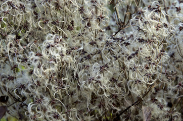 Alpine flower seeds.Closeup pattern image of achenes on the fruit of Alpine Pasque (Pulsatilla alpina - Ranunculaceae).