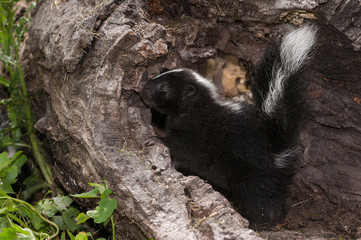 Baby Striped Skunk (Mephitis mephitis) Looks Left