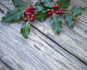 Stechpalme, Ilex Zweig mit roten Beeren auf altem Treibholz / Holz Brett 