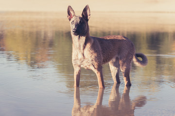 Belgian Malinois dog playing in the lake water