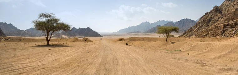 Vlies Fototapete Dürre Straße und zwei Bäume in der Wüste in Ägypten