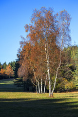 Autunno nel bosco