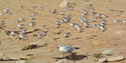 Vögel warten am Strand was die stürmische Flut an fressbarem anschwemmt