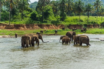 Plakat elephants in pinnawela sri lanka