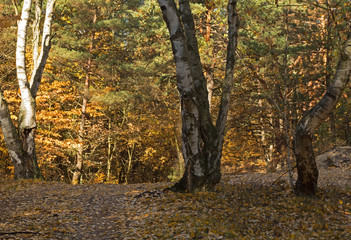The October morning in the forest.Horizontal