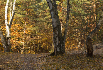 Obraz premium The October morning in the forest.Horizontal