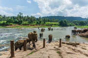 Fototapeta na wymiar elephants in pinnawela sri lanka