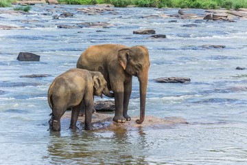 elephants in pinnawela sri lanka