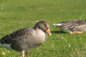 Greylag Goose Close Up