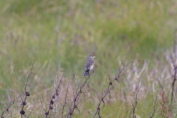 Female Spectacled Tyrant