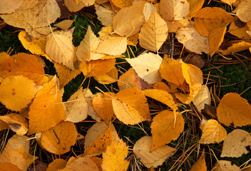 Close up of yellow birch leaves lying on the ground