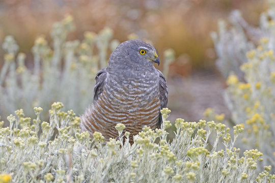 Cinereous Harrier Resting