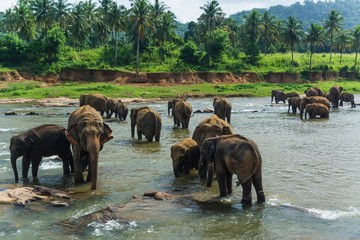 Obraz na płótnie Canvas elephants in pinnawela sri lanka
