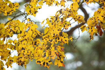 Branch with yellow maple leaves