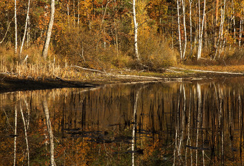 The pond in autumn forest. Horizontal