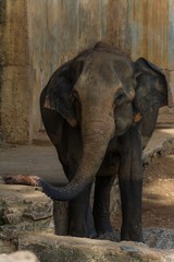 elephants in pinnawela sri lanka
