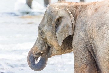 Fototapeta premium elephants in pinnawela sri lanka
