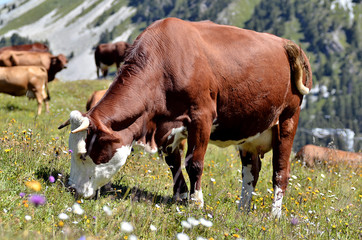 Fototapeta premium Cows in the French Alps