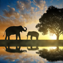 Fototapeta na wymiar Silhouette elephants in the sunset