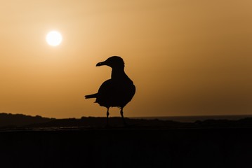 gull in sunset