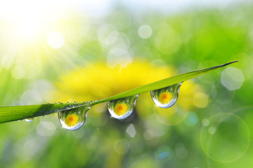 Dandelion in the drops of dew on the green grass. Nature background.