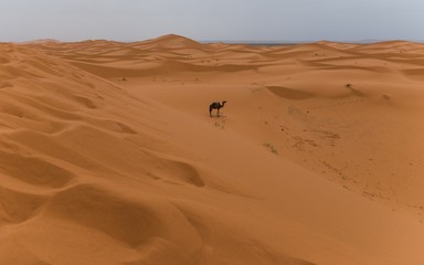 Fototapeta na wymiar lonely camel in the desert