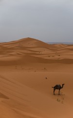 lonely camel in the desert