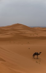 lonely camel in the desert