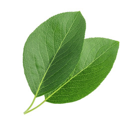 Obraz premium Pears leaves isolated on white background