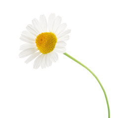 Chamomile isolated on white background. cutout