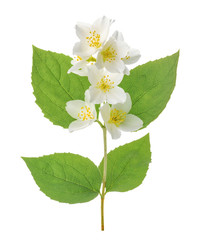 Jasmine flower isolated on white