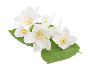 Fototapeta premium Jasmine flower isolated on white