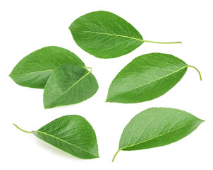 Fototapeta na wymiar Pears leaves isolated on a white background
