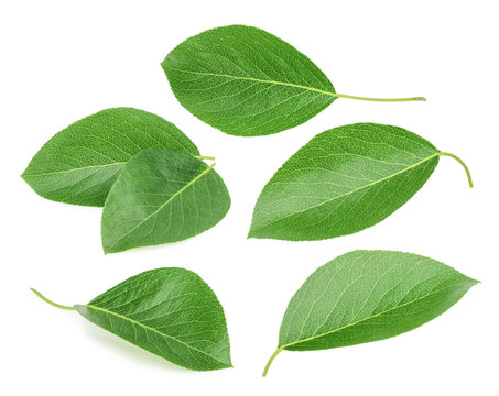 Pears leaves isolated on a white background