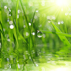 Panele Szklane  Świeża zielona trawa z zbliżeniem kropli rosy. Tło natury