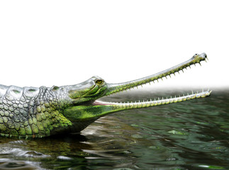 Gharial (also known as the gavial, and the fish-eating crocodile)