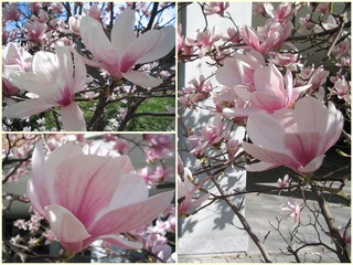 pink flower magnolia