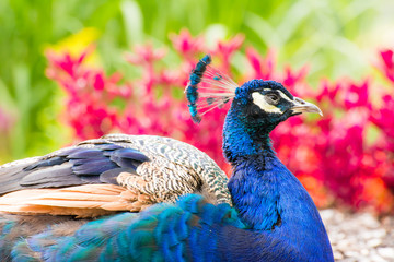 Obraz premium Peacock Portrait