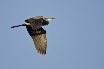 Great Blue Heron Flying in a Blue Sky