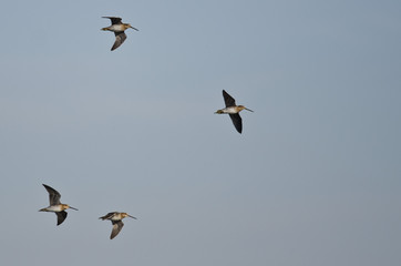 Flock of Sandpipers Flying in a Blue Sky
